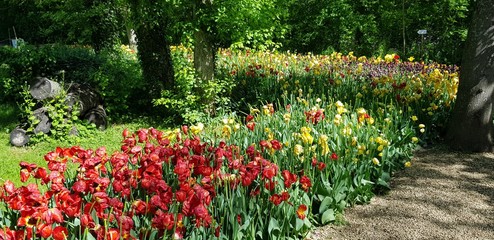 Prato di tulipani