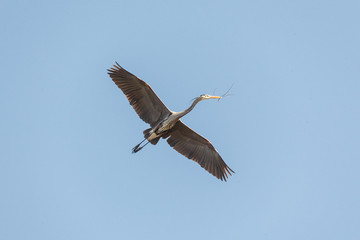 great blue heron