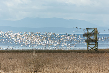Fototapeta na wymiar flying snow geese