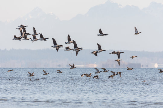 flying brant ducks