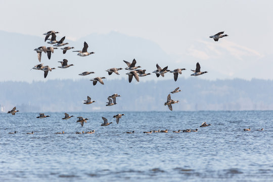 flying brant ducks