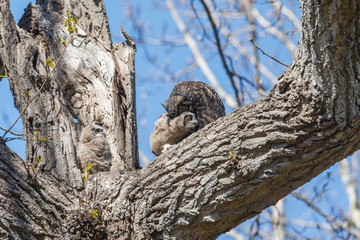 Obraz premium great horned owl