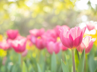 Field of pink tulips in spring day with blur natural and light background