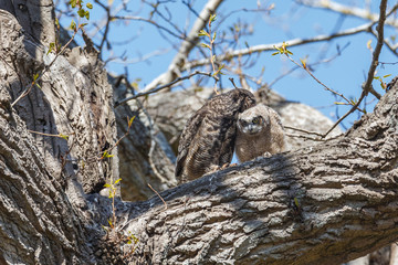 great horned owl