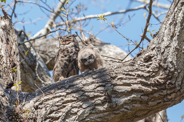 great horned owl