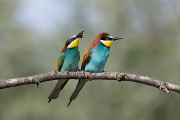 Obraz premium Una splendida coppia di Gruccione europeo (Merops apiaster)