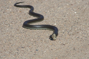 European snake on a gravel road in the woods. Natrix Natrix.