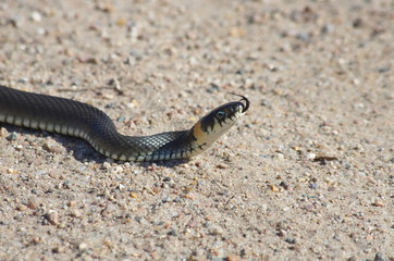 European snake on a gravel road in the woods. Natrix Natrix.