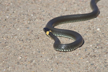 European snake on a gravel road in the woods. Natrix Natrix.