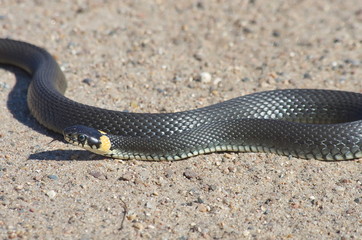 European snake on a gravel road in the woods. Natrix Natrix.
