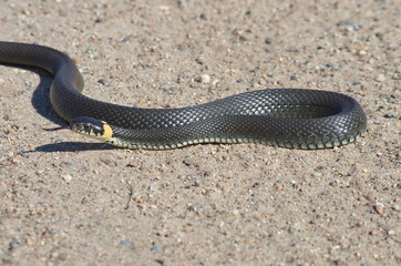 European snake on a gravel road in the woods. Natrix Natrix.