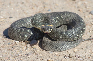 Obraz premium European snake on a gravel road in the woods. Natrix Natrix.