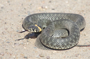 Obraz premium European snake on a gravel road in the woods. Natrix Natrix.
