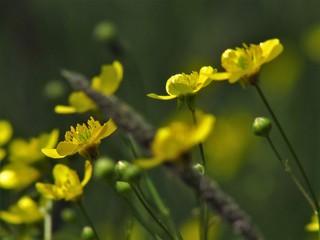yellow flower in the spring