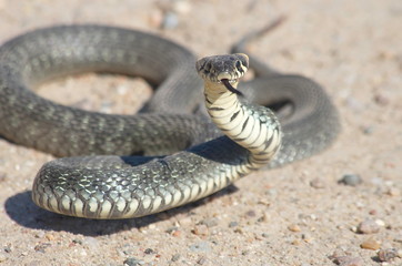 European snake on a gravel road in the woods. Natrix Natrix.