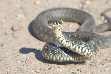 European snake on a gravel road in the woods. Natrix Natrix.