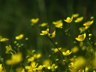 yellow flowers on background of green leaves