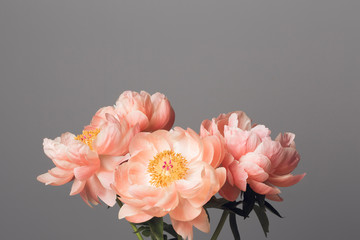 Pink peony flowers bouquet on a solid grey background
