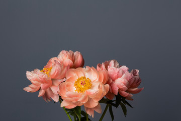 Pink peony flowers bouquet on a solid grey background
