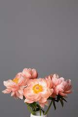 Pink peony flowers bouquet on a solid grey background