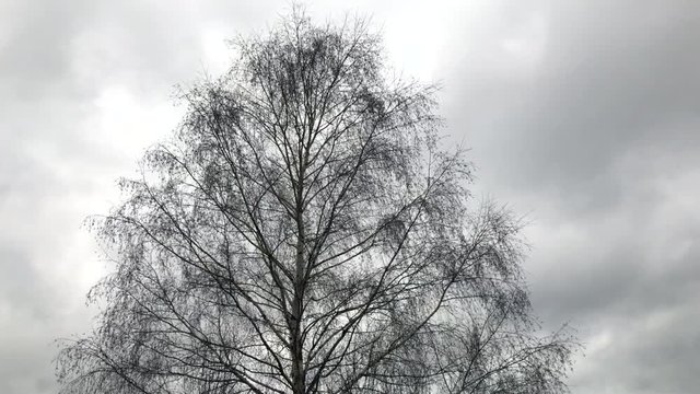 Birch tree top with gloomy dramatic sky background