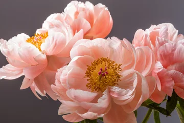 Fotobehang Pioenrozen Pink peony flower bouquet close up isolated on a black background  © jordieasy