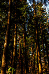 hallasan national park, Jeju, South Korea