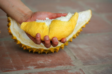 Opening yellow and fresh durian, king of fruit, with hands and a knife