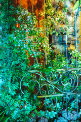 Overgrown Metal Garden Door with Vines and a Colorful Background.