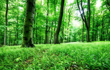 Green forest and grass with tree at rain