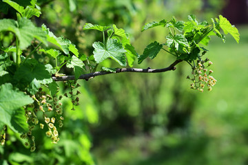Obraz premium Currant flowers on a twig.