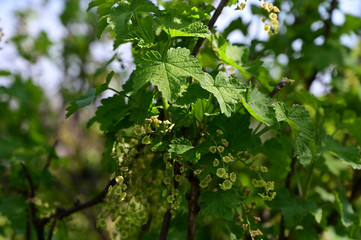 Currant flowers on a twig.