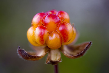 Сloudberriy berries in the spoon on the stone