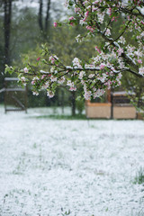 snow in spring on flowers and fruit trees nature unusually rare garden beautiful
