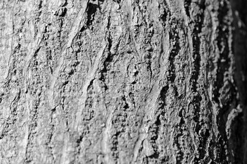 Tree bark texture close up. Natural background black and white