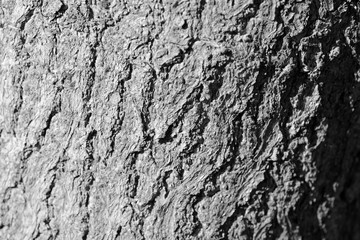 Tree bark texture close up. Natural background black and white
