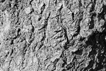 Tree bark texture close up. Natural background black and white