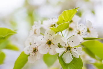 In the spring, outdoor white flowers and green leaves,pyrus pashia