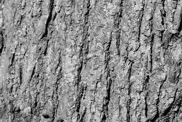 Obraz premium Tree bark texture close up. Natural background black and white