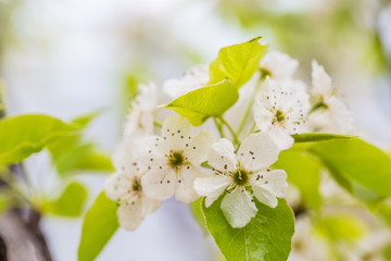In the spring, outdoor white flowers and green leaves,pyrus pashia