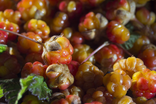 Сloudberriy berries in the spoon on the stone