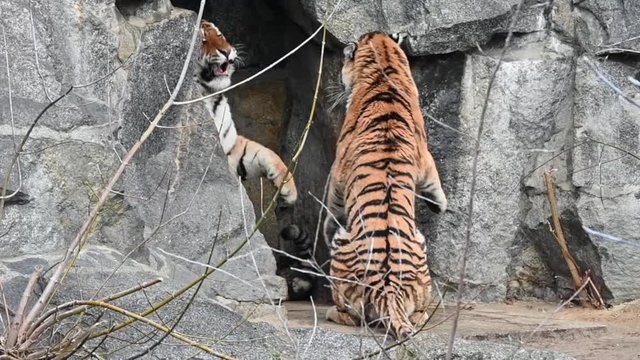 two tigers fight for the territory