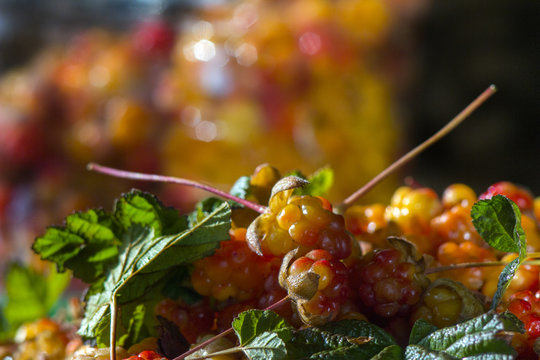 Сloudberriy berries in the spoon on the stone