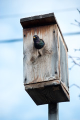 handsome Starling sat on the wires and peeking out of the birdhouse and is a sight to behold