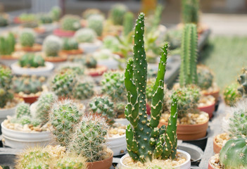 Fototapeta na wymiar closeup cactus