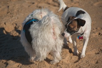 Dog is sniffing other dog’s back end/ butt