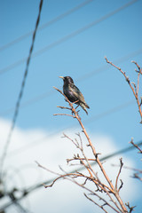 handsome Starling sat on the wires and peeking out of the birdhouse and is a sight to behold