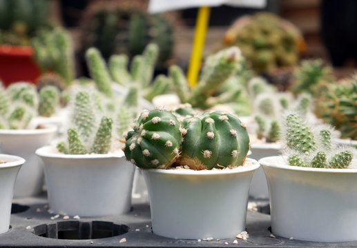 closeup cactus
