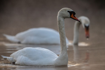 Łabędzie © Konrad