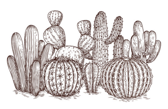 Hand drawn cactus. Western desert cacti mexican plants in sketch style vector illustration. Cactus mexican sketch, succulent plant sketched composition